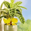 24 attrapes moucherons et insectes