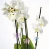 12 guides plantes papillon