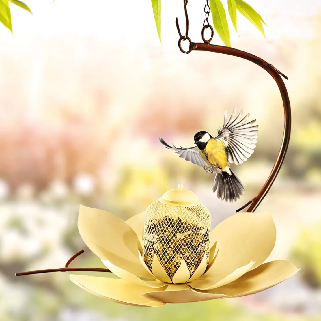 Agrainoir Lotus