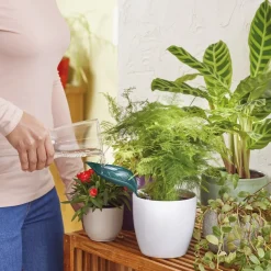 Lot de 2 feuilles arroses plantes
