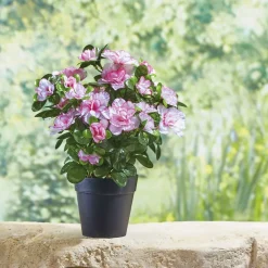 Plante azalée ou camellia